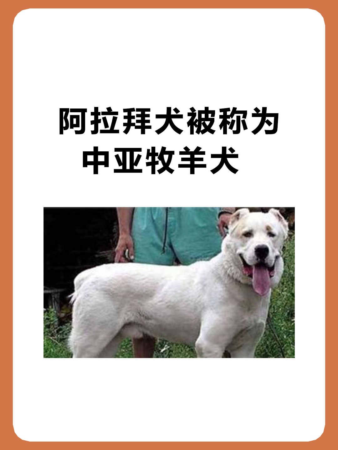 阿拉拜犬被称为中亚牧羊犬，是天生的狗王