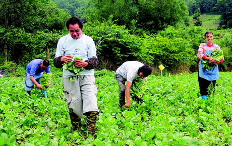 摘菜是什么意思