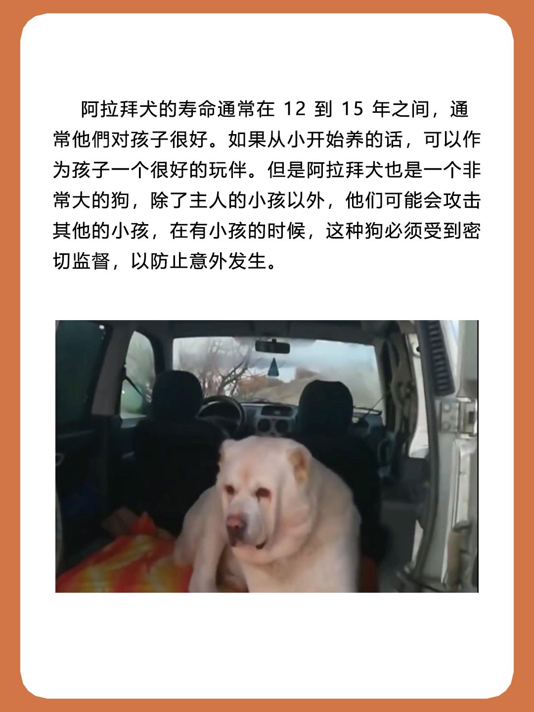 阿拉拜犬被称为中亚牧羊犬，是天生的狗王