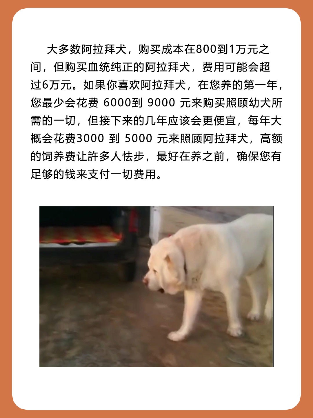 阿拉拜犬被称为中亚牧羊犬，是天生的狗王