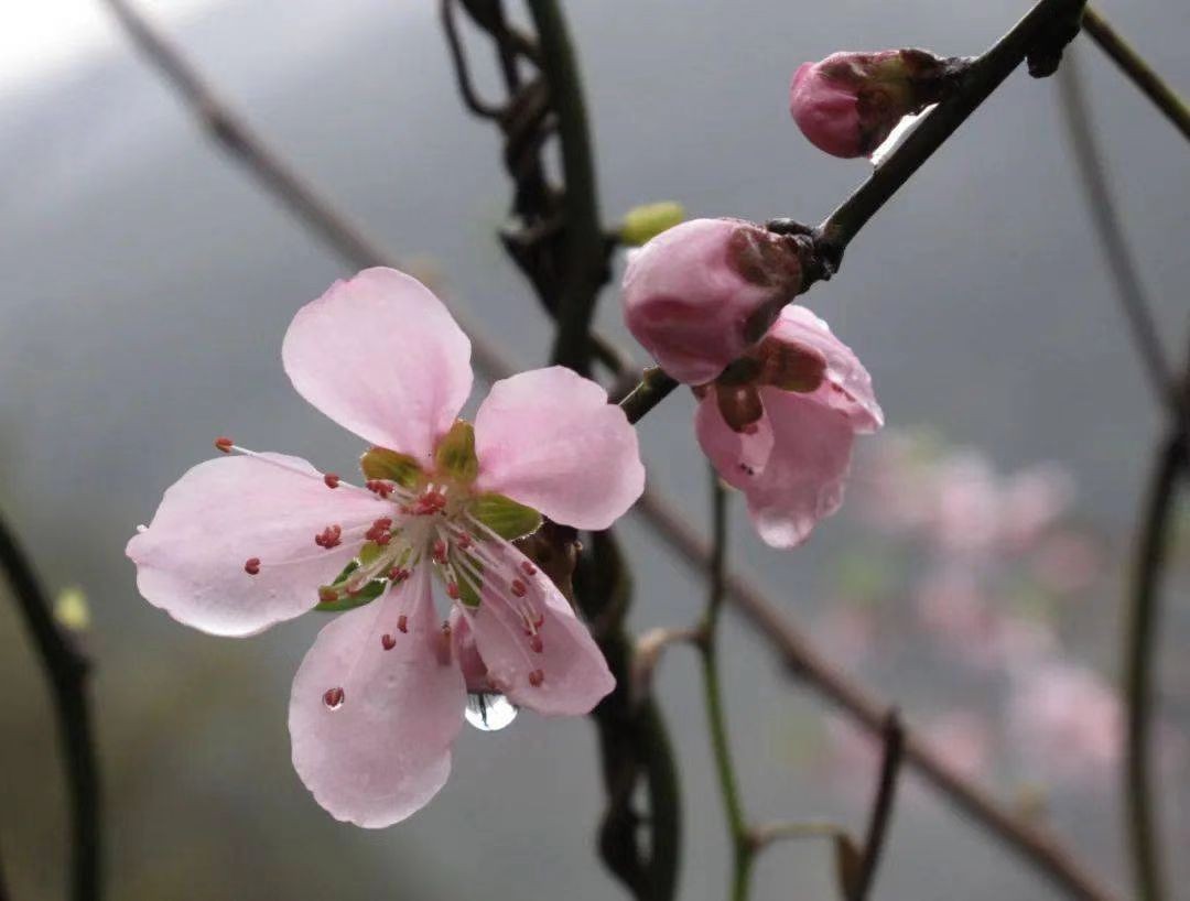 清明下雨好还是不下雨好