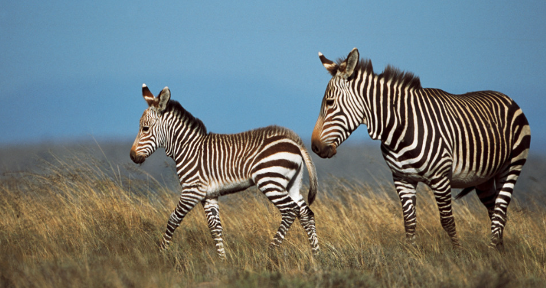 zebra是什么意思