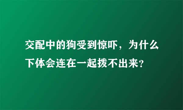 交配中的狗受到惊吓，为什么下体会连在一起拨不出来？