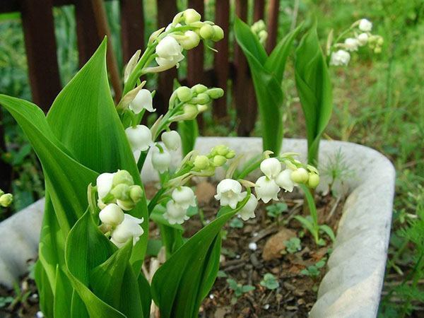 白铃兰花的花语是?