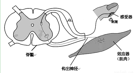 缩手反射是先感觉到疼痛，还是先缩手？大神在解释一下