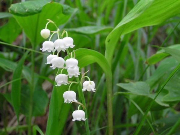 白铃兰花的花语是?