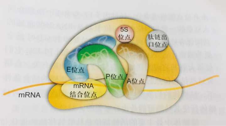 核糖是什么