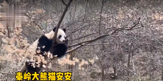 秦岭大熊猫上树摘樱桃花，你对熊猫有多少了解？