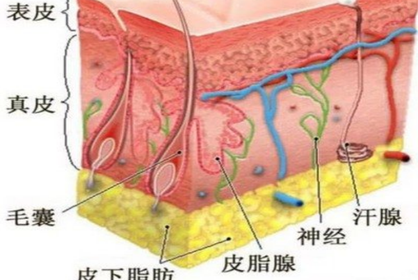 腺怎么读