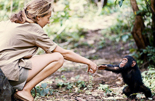 珍．古道尔(Jane Goodall)简介。