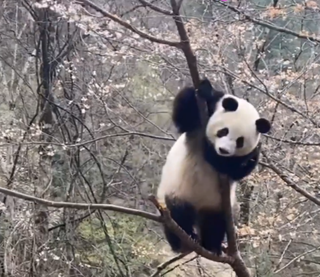 秦岭大熊猫上树摘樱桃花，你对熊猫有多少了解？