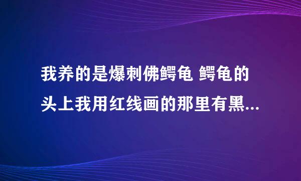 我养的是爆刺佛鳄龟 鳄龟的头上我用红线画的那里有黑点 我用牙刷刷也刷不掉 那一块都是黑色的 不知