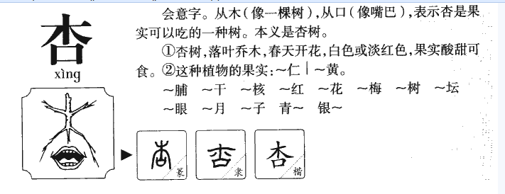 杏可以 怎么组词