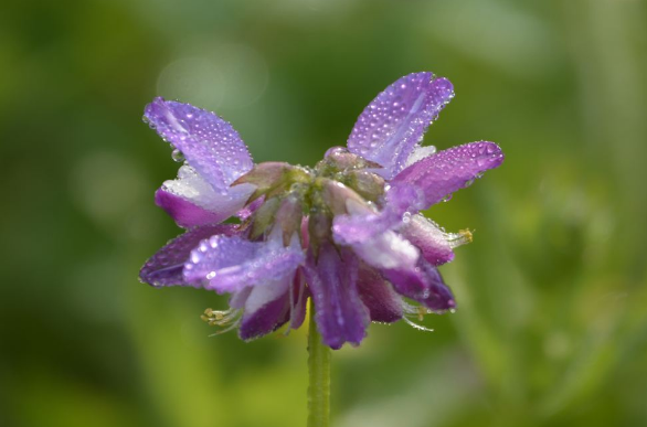 花非花是什么意思？