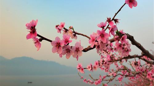 桃花什么时候开？