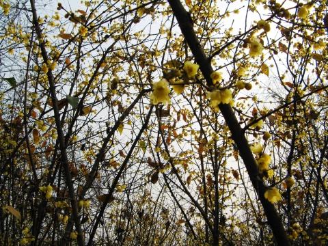 春风桃李花开日，秋雨梧桐叶落时`什么意思