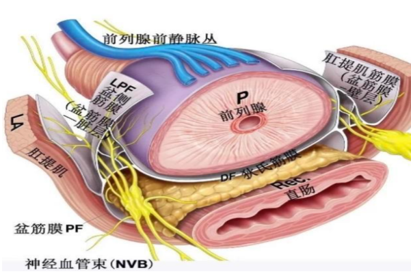 腺怎么读