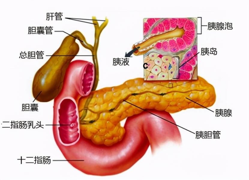 胆囊息肉最佳治疗方法？