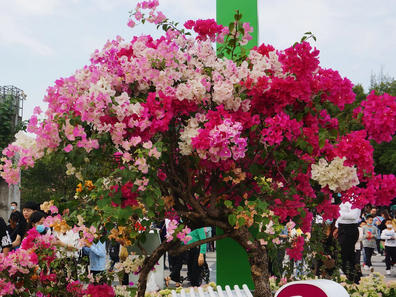 深圳市的市花是什么花