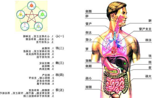 五脏六腑的意思