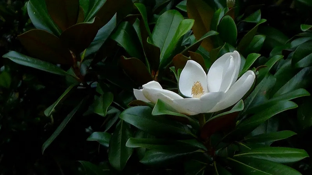 五月开花的花有哪些花