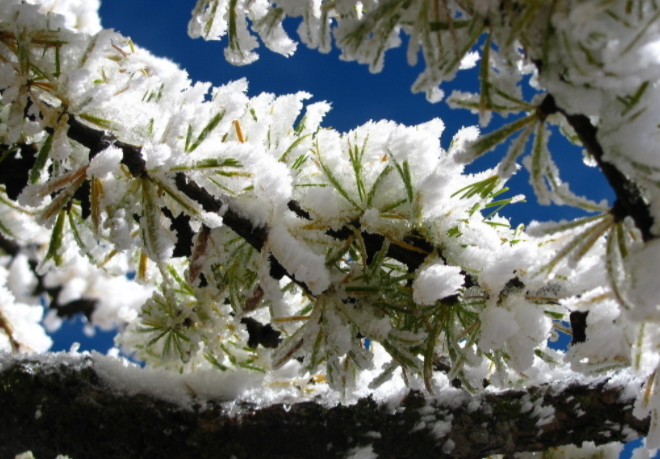 《雪绒花》英文版歌词是什么？