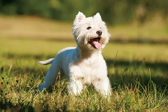 西高地白梗犬的优缺点