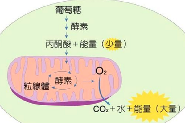 丙酮酸是什么？