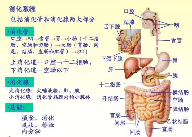 生物体的结构层次有哪些层次？