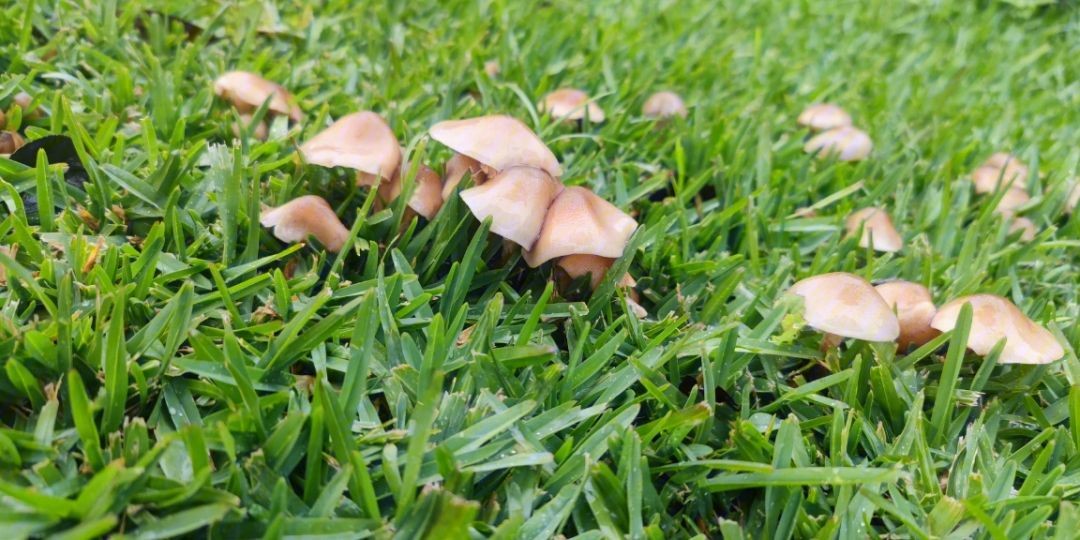 mushroom是什么意思