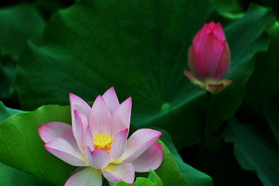 仲夏是哪个月