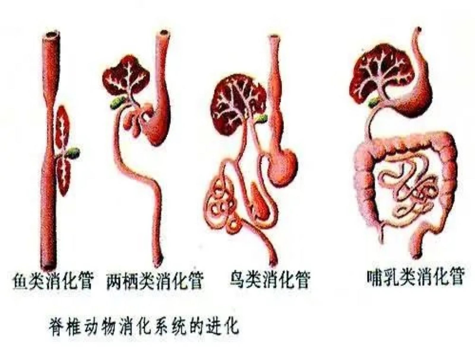 消化名词解释