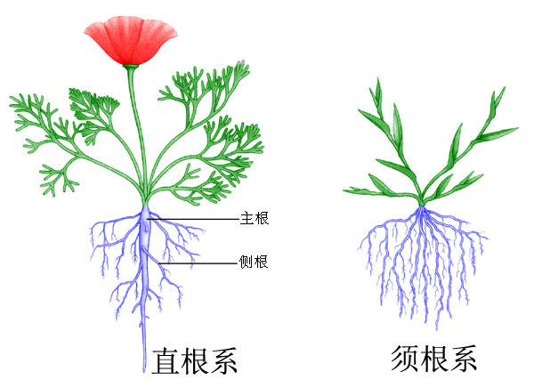 植物的根有什么作用