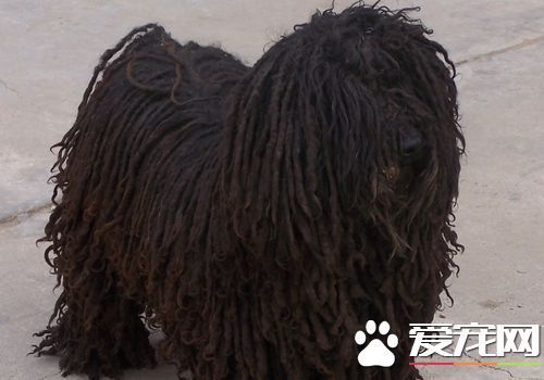 波来自利犬和可蒙犬的区360问答别 白色是可蒙黑色是波利