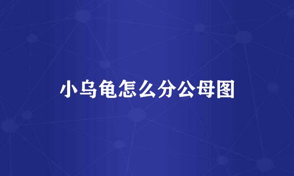 小乌龟怎么分公母图