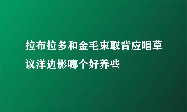 拉布拉多和金毛束取背应唱草议洋边影哪个好养些