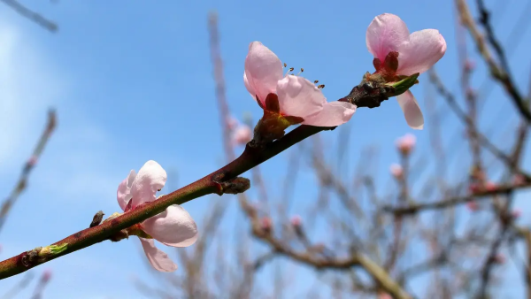 正来自月梅花香又香,二月兰花盆里装,三月桃花连十里.