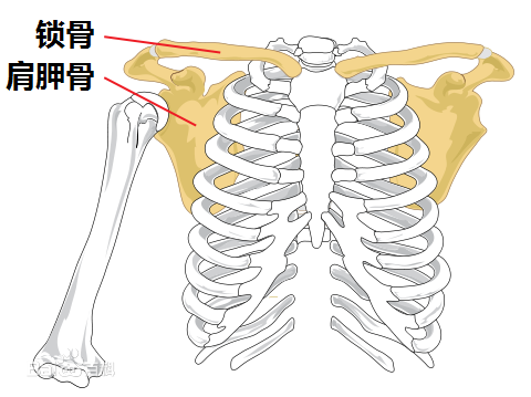 犯人执行来自死刑前穿的琵琶骨是什么呀？