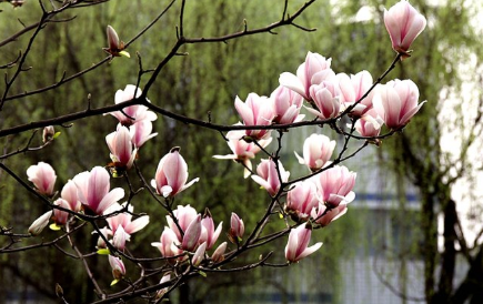 玉兰花的花期是什么时候，一年开几次花