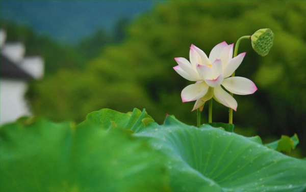 清水出芙蓉，天然去雕饰是什盟宪煤么意思？深层含义呢？