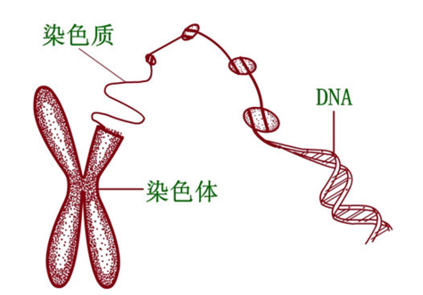 DNA,染色体和染色质三者之间的关系