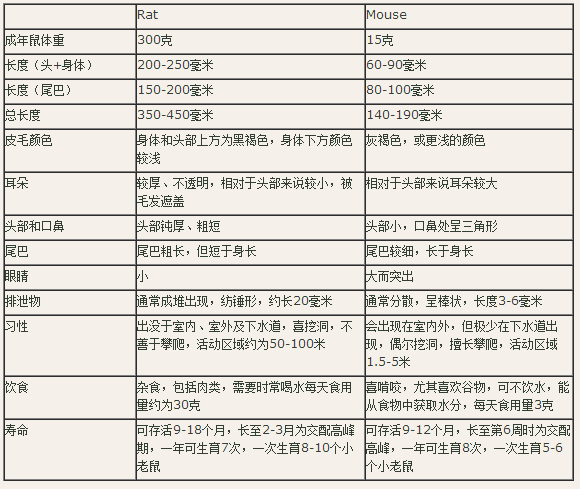 rat与mouse的区别