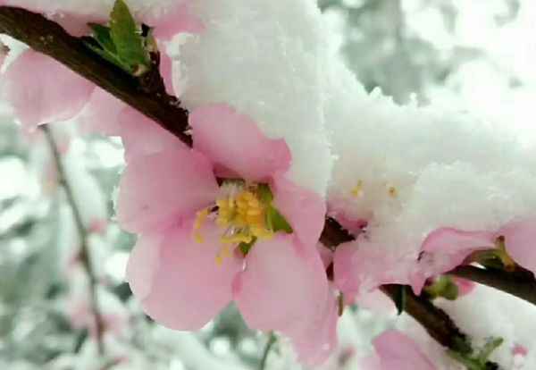 三月桃花雪的寓美决船意