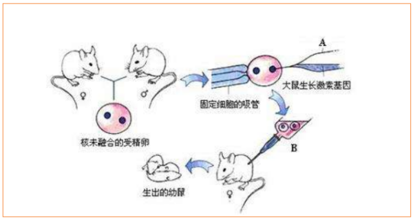 体内受精与体外受精的区别