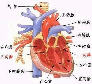 心底和心尖的具体位置