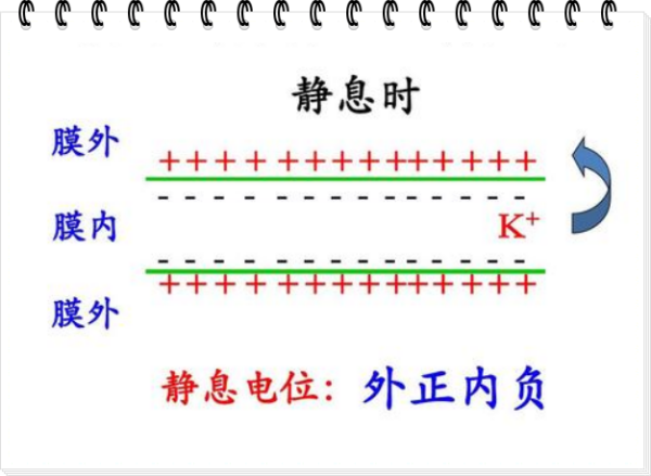 简述静息电位书缩困沙女区菜激孩产生机制.