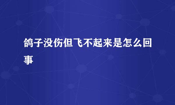 鸽子没伤但飞不起来是怎么回事