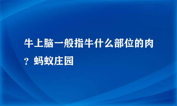 牛上脑一般指牛什么部位的肉？蚂蚁庄园