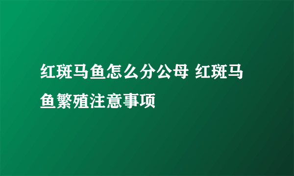 红斑马鱼怎么分公母 红斑马鱼繁殖注意事项