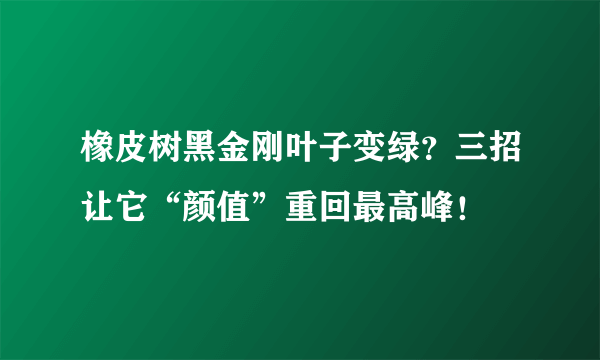 橡皮树黑金刚叶子变绿？三招让它“颜值”重回最高峰！